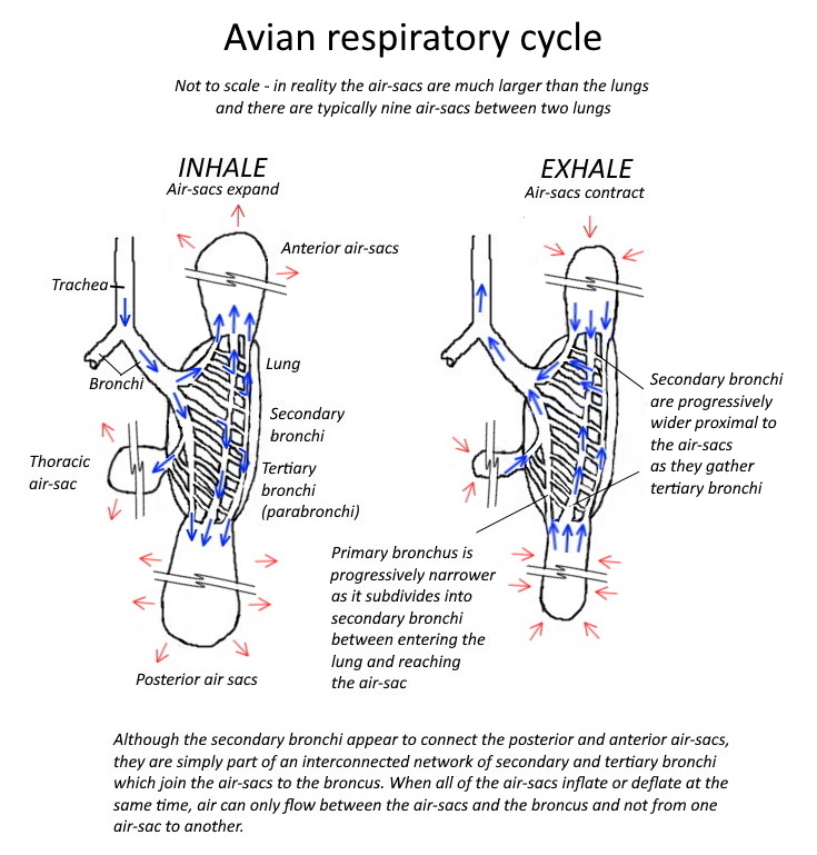 avian respiratory cycle1