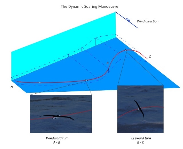 dynamic soaring perspective4