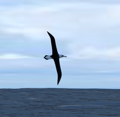 laysan albatross 3