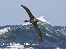 albatross 2